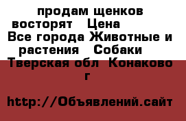 продам щенков восторят › Цена ­ 7 000 - Все города Животные и растения » Собаки   . Тверская обл.,Конаково г.